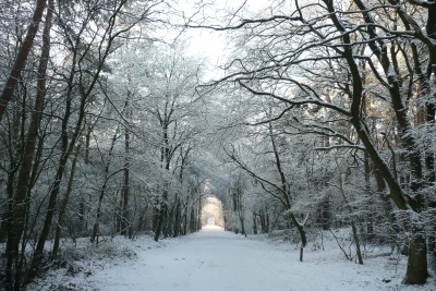 Sneeuw
